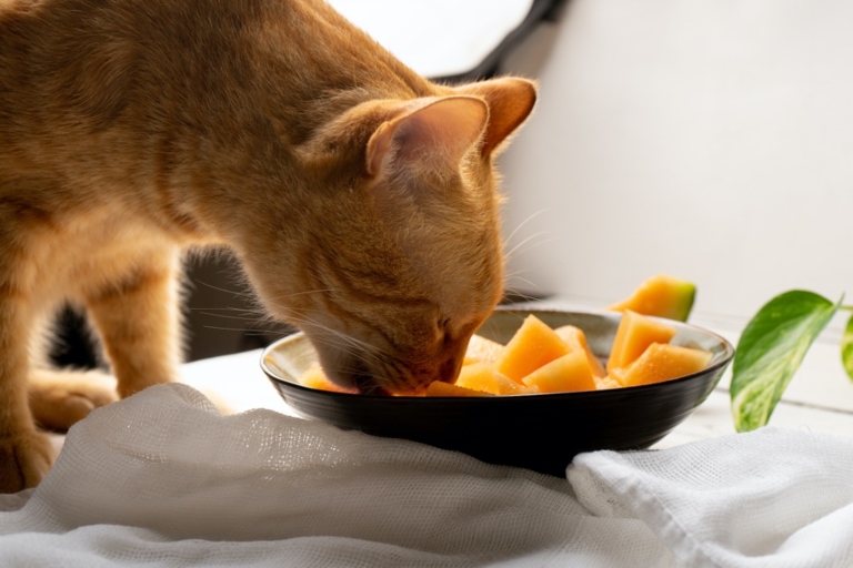Cats are known for their finicky eating habits, so it may come as a surprise that some cats enjoy eating asparagus.