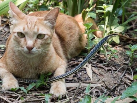 Cats are known for their hunting skills, but can they take down a snake?