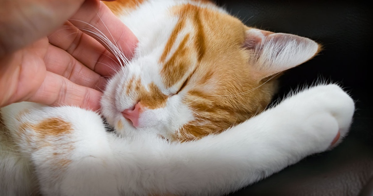 Cats are known for their purring, which they do when they're content.