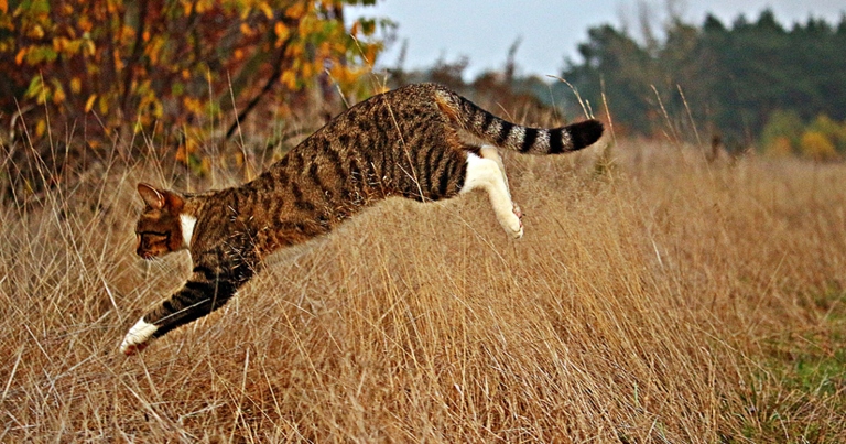 Cats are natural predators and love to stalk and chase their prey.