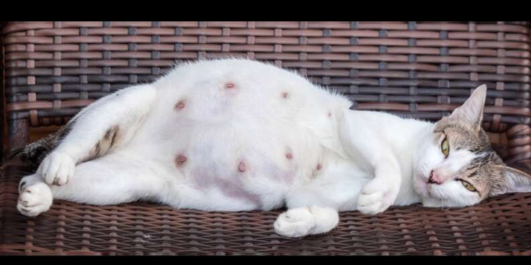 Cats are not the only animals with nipples; male cats have them, too.