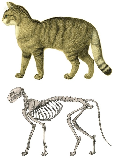 Cats are small because they have small bones and muscles.