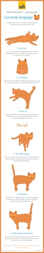 Cats are very good at communicating their feelings through body language, and understanding your cat's body language can help you to better communicate with them.
