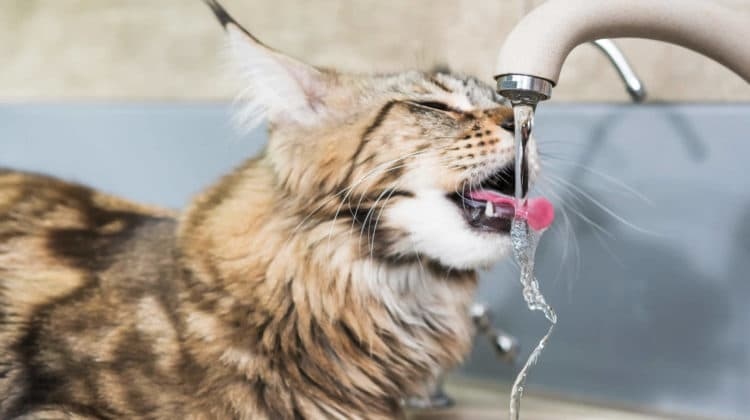 Cats are very picky about water because they are attracted to the sound of running water.