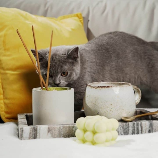 Cats are very sensitive to smoke and incense can be harmful to them if they inhale it.