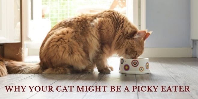 Cats can be fussy eaters, but there are a few dry foods out there that they're sure to love.