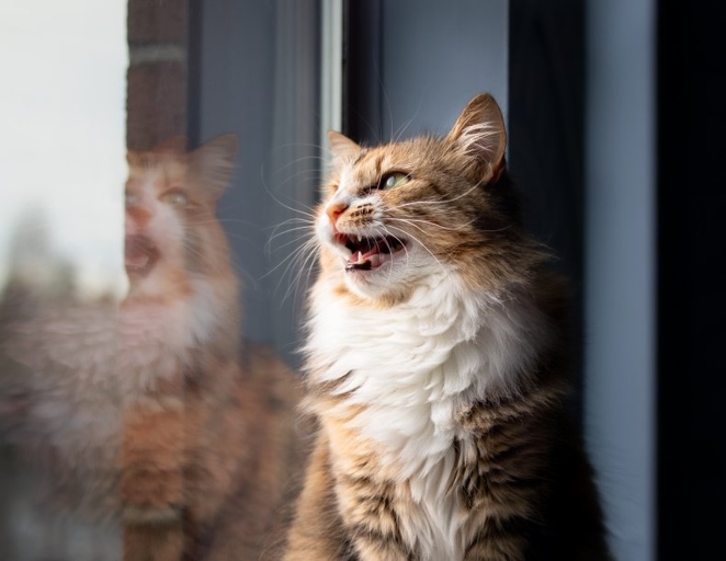 Cats can get frustrated when they see birds or other animals outside and are unable to get to them.
