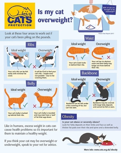 Cats can get stressed from changes in their routine, which can lead to overeating and obesity.