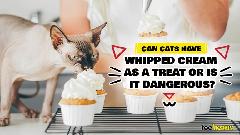 Cats can have small amounts of whipped cream as a treat.