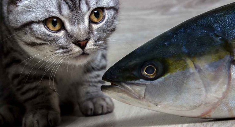 Cats can safely consume tuna that is canned in oil, as long as it is fed in moderation.