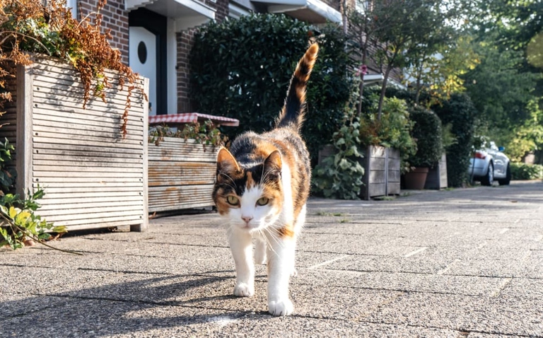 Cats can walk backwards, but they usually only do so when they are trying to back out of a situation.
