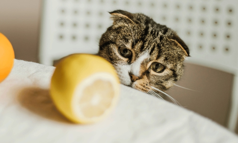Cats don't like citrus because it is too acidic for their delicate stomachs.