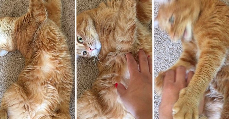 Cats enjoy being petted, but they typically don't like it when you pet them on their belly.