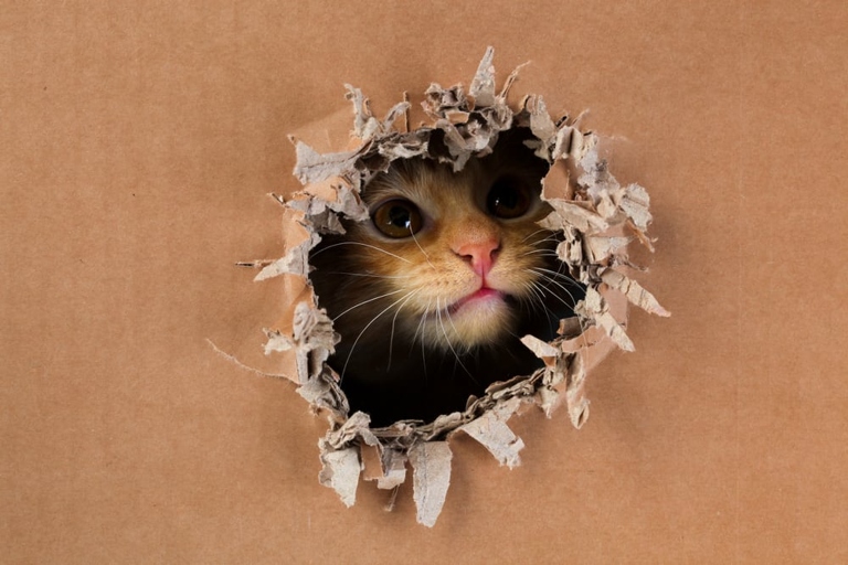 Cats enjoy chewing on cardboard because it gives them something to sink their teeth into without the worry of any sharp edges.