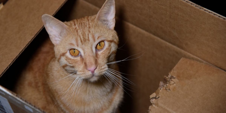 Cats enjoy chewing on cardboard because it provides them with a much-needed source of fiber.