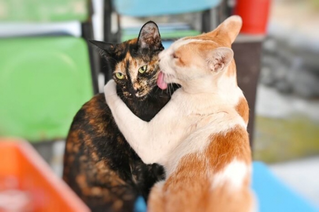 Cats groom themselves by licking their fur, and they also groom other cats and animals as a sign of affection.
