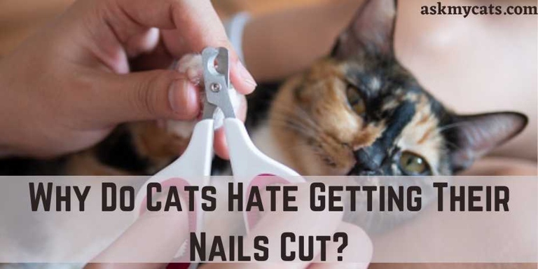 Cats hate getting their nails cut because it is painful and they are not used to it.
