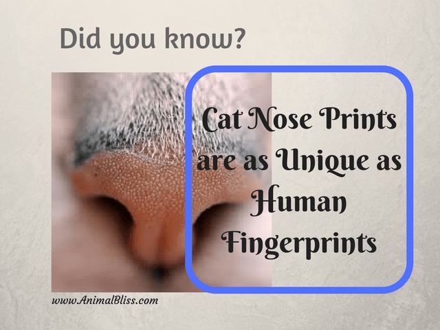 Cats have a unique nose print, like a finger print, that can be used to identify them.