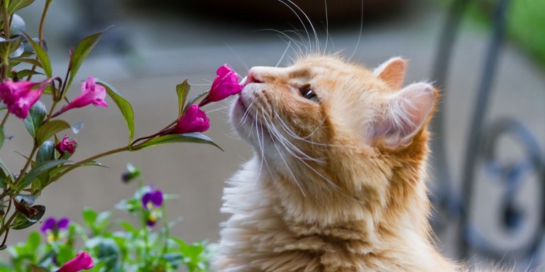 Cats have a very strong sense of smell, and it is important to their survival.