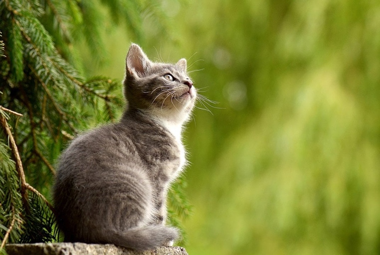 Cats have been living with humans for at least 9,500 years.