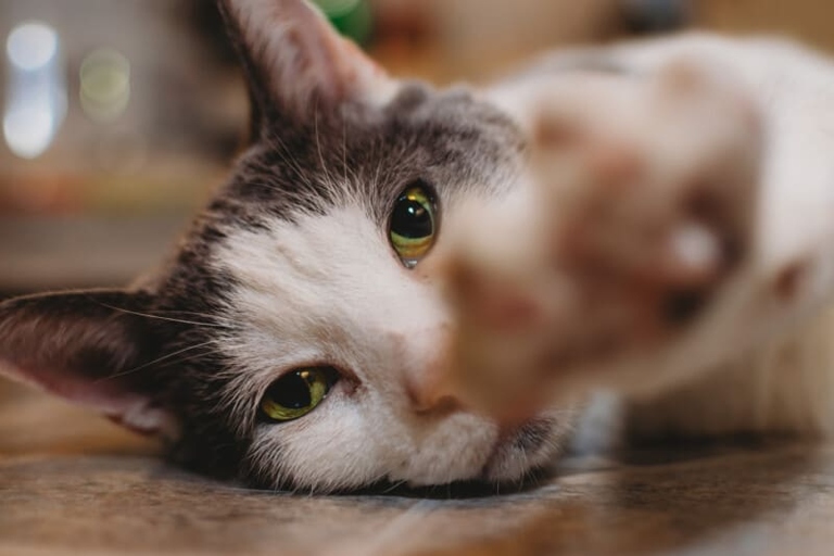 Cats have scent glands on their paws and will often put their paw on your face as a way to mark you as their territory.