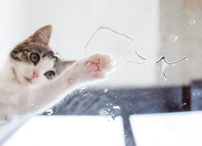 Cats have trouble seeing water, so they are often drawn to moving water because it is easier for them to see.