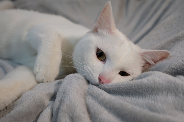 Cats knead and bite blankets as a way to relieve anxiety.