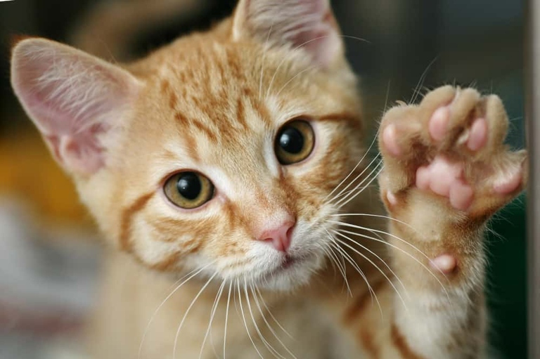 Cats knead with their paws to show contentment, but it may have nothing to do with being declawed.