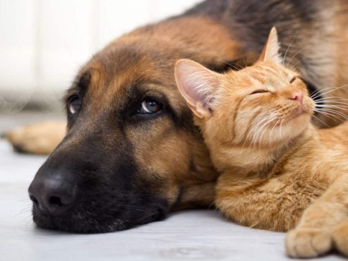 Cats kneading dogs is a sign of affection and should not be a cause for worry.