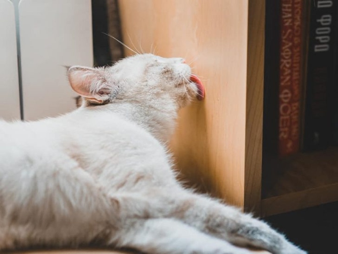 Cats licking walls is a sign of stress and anxiety.