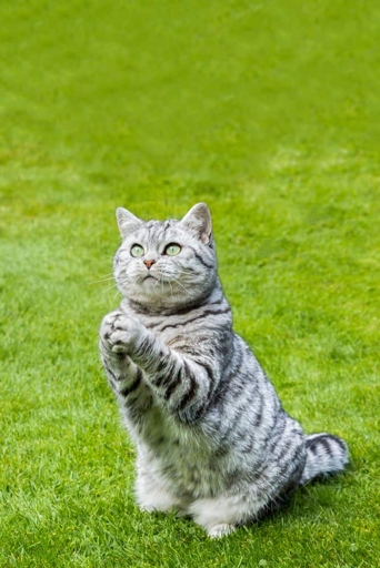 Cats make a praying/begging motion with their paws because it's their happy dance!