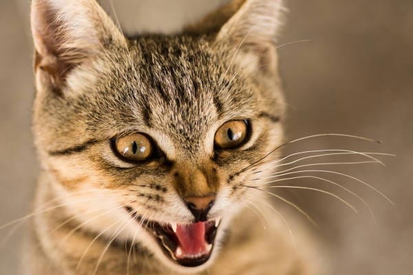 Cats make a variety of sounds, including trilling, chirping and chirruping.