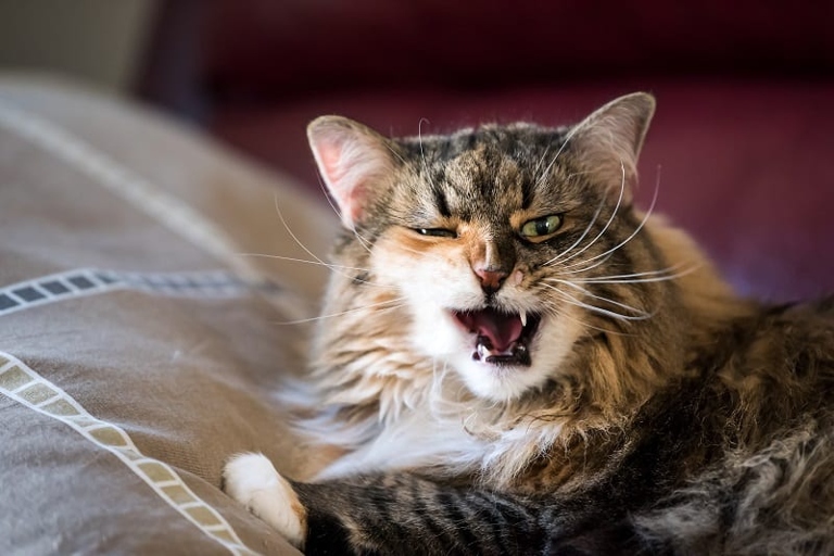 Cats may scream during mating due to the pain of the male's barbed penis.