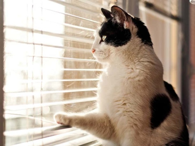 Cats often lick blinds because they enjoy the taste.