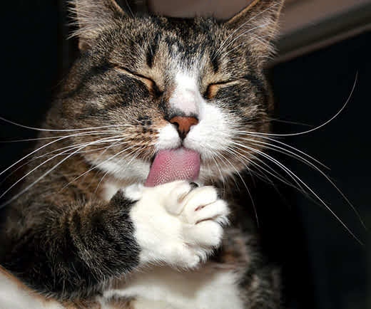 Cats often lick the floor as a way to clean their paws.