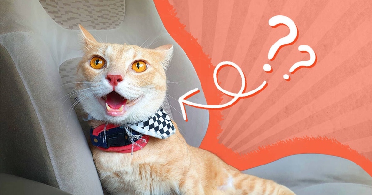 Cats pant in the car to help reduce their motion sickness.