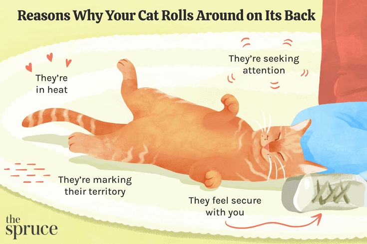 Cats roll on their backs to show you that they trust you and want to be petted.