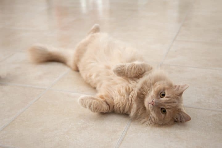 Cats roll on their backs when they see you because they are greeting you.
