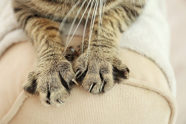 Cats scratch to remove the outer layer of their claws, to mark their territory, and to stretch their muscles.