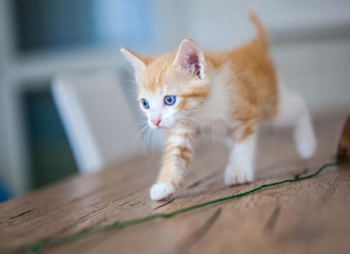 Cats stop growing when they reach full maturity, which is typically around 1-2 years old.
