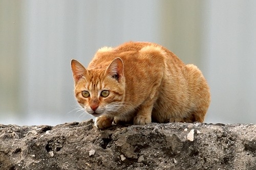Cats typically hunt alone, stalking their prey and then leaping on it with a quick bite to the neck.