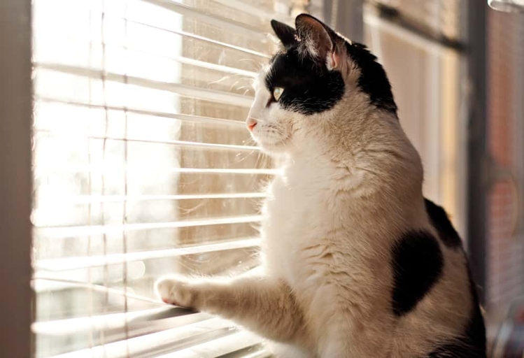 Cats typically lick blinds as a way to clean them.