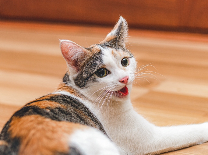 Cats typically pant when they are hot, anxious, or in pain, so it's important to pay attention to your cat's panting behavior to determine the cause.