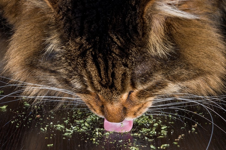 Cats under the age of three months are not affected by catnip.