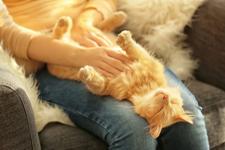 Cats usually enjoy belly rubs, but when they're pregnant, they might not want you to touch their tummies.