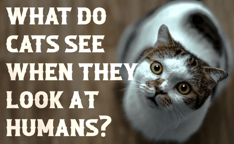 Cats view humans as either a source of food, or as a potential threat.