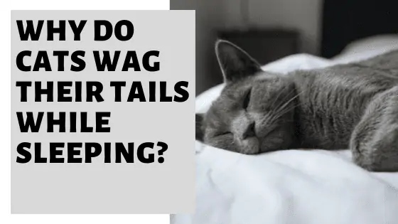 Cats wag their tails when sleeping to show their affection for their owners.