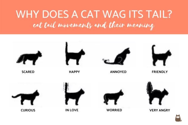 Cats wag their tails when they are happy, excited, or friendly.