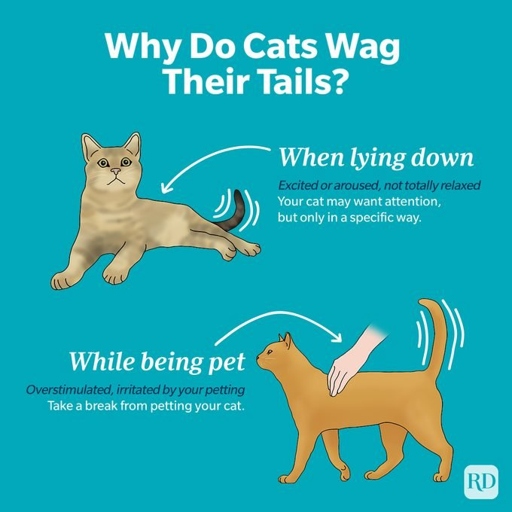 Cats wag their tails when they are happy or excited.
