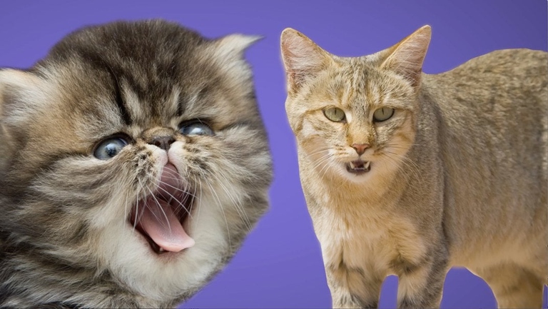 Cats were domesticated around 4,000 years ago, and before that, they ate a diet of mostly rodents and birds.